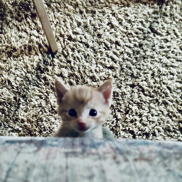 ❤️ OUR SHIP TIMES‼️ PLEASE NOTE‼️❤️ - Picture 12 of 16